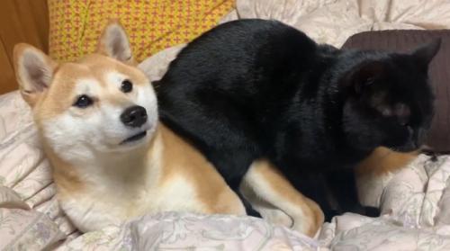 柴犬の上に座る黒猫
