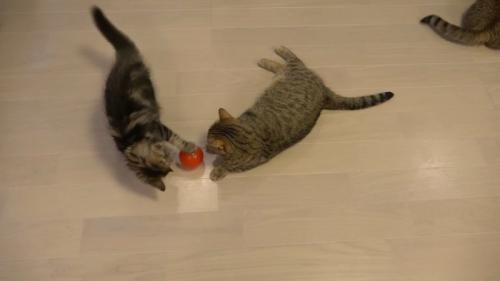 ボールで遊ぶ子猫