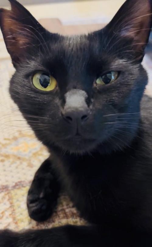 黒猫の顔アップ