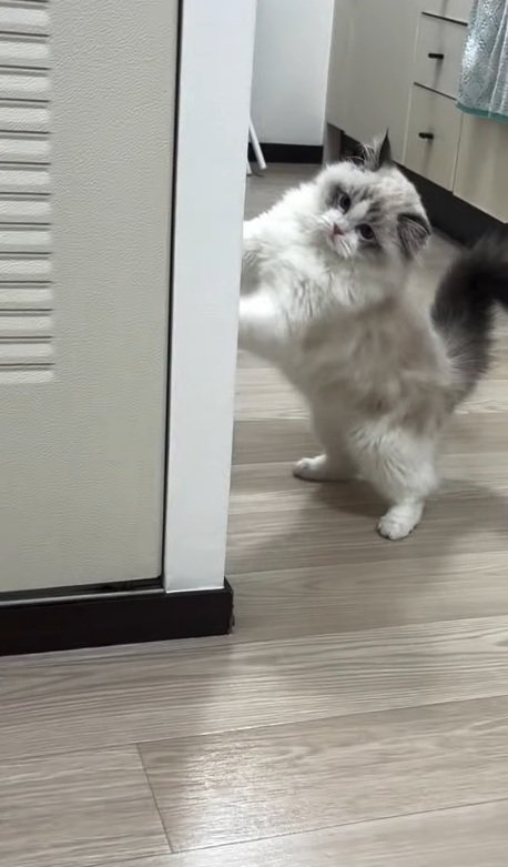 壁に手をかける猫