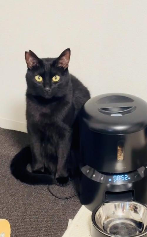 自動餌やり器の隣に座る黒猫