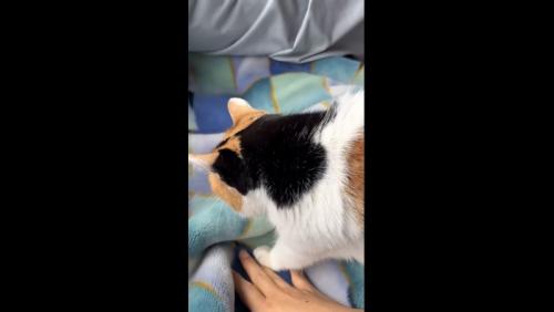 足元へ来るミケ