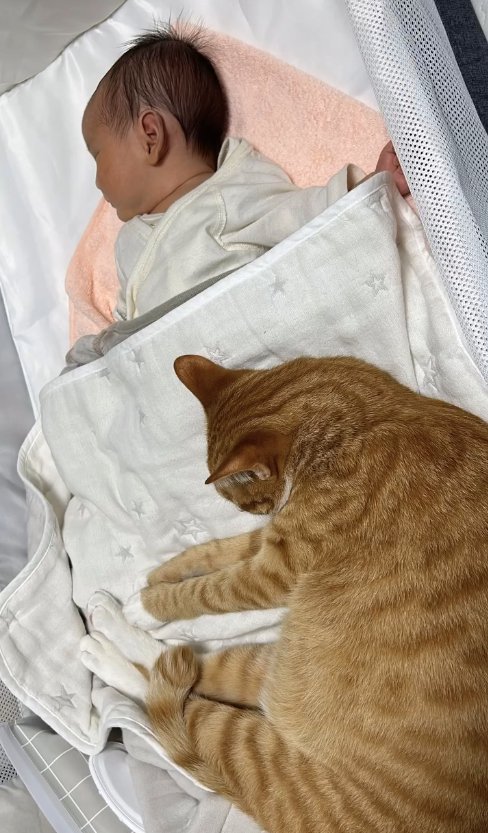 新生児と添い寝している猫