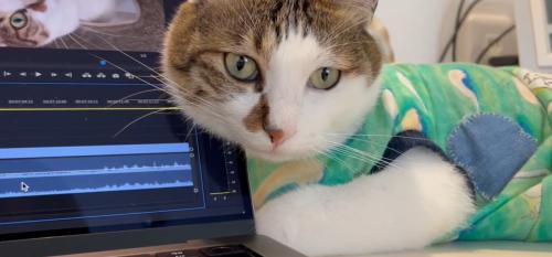 パソコンのそばで飼い主をみている猫