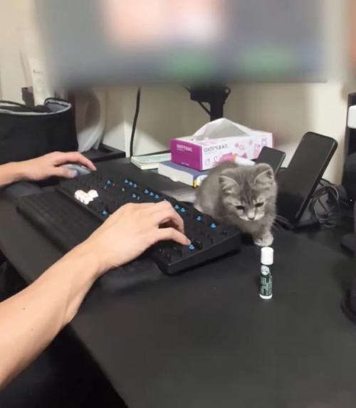 パソコンデスクに子猫