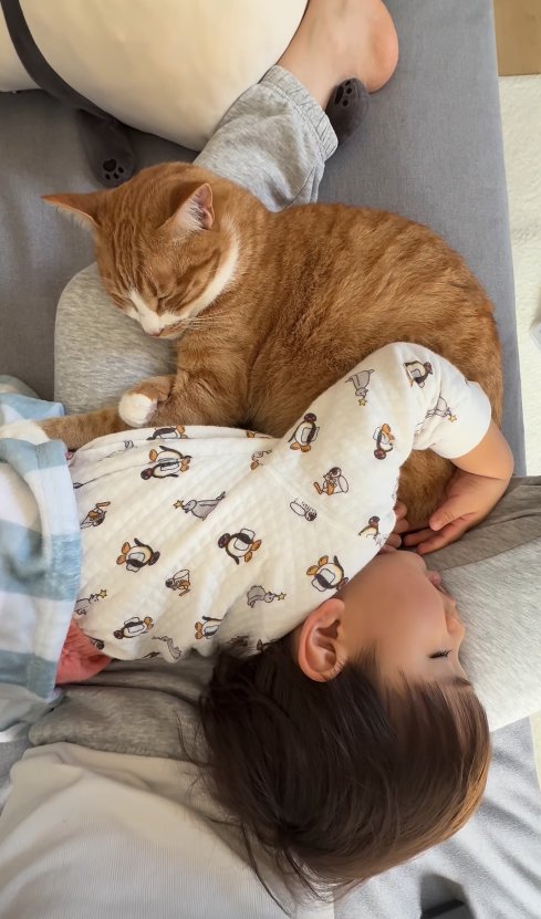 飼い主の膝の上で寝ている猫と子供