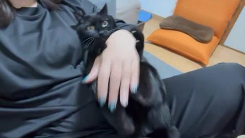 人の手を抱える猫