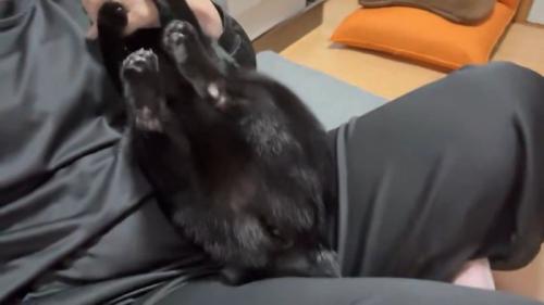 猫の後ろ足
