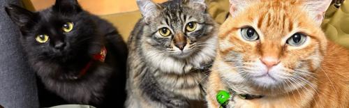 3匹の猫