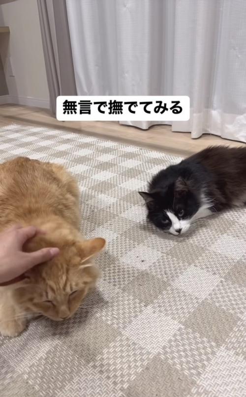 ママに撫でられる茶トラ猫を見るハチワレ猫