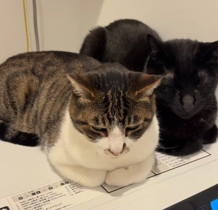 くつろぐ2匹の猫