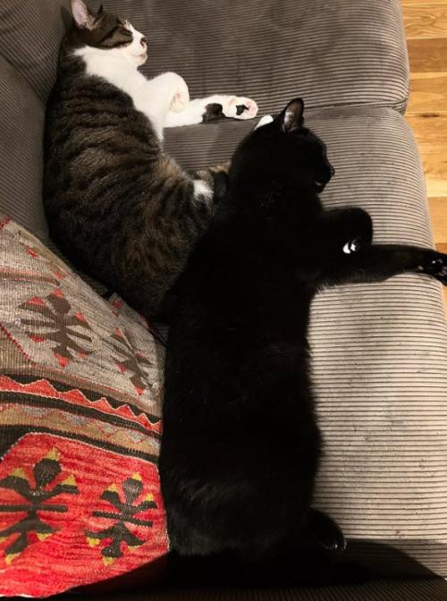 くっついている2匹の猫