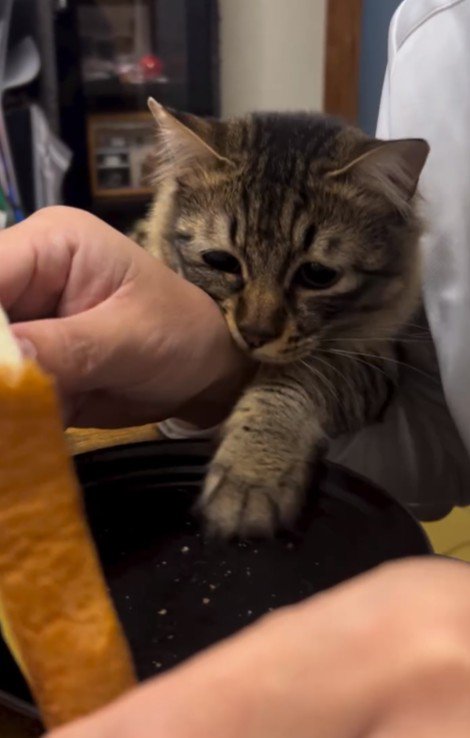 食パンに手を伸ばす猫