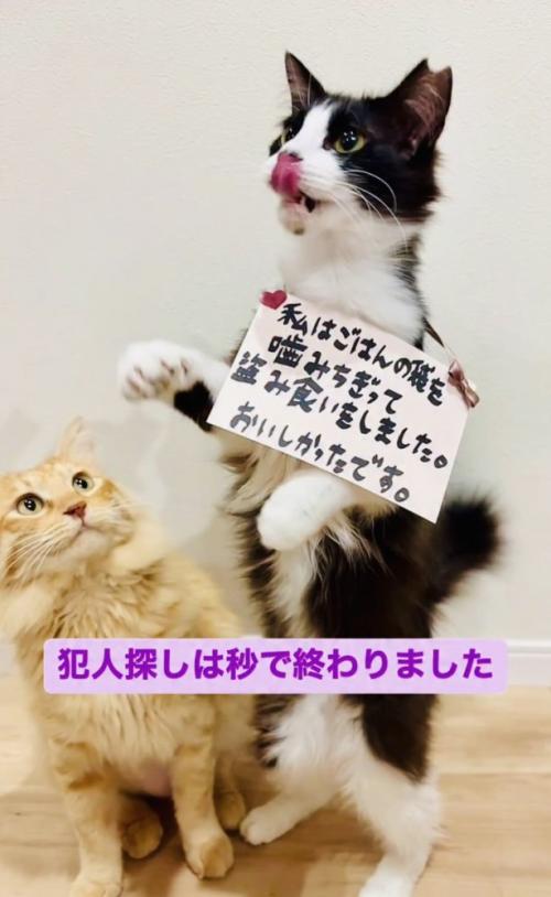 首から盗み食いの札を下げるハチワレ猫とそれを見る茶トラ猫