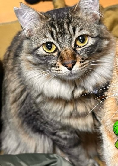 キジトラ猫