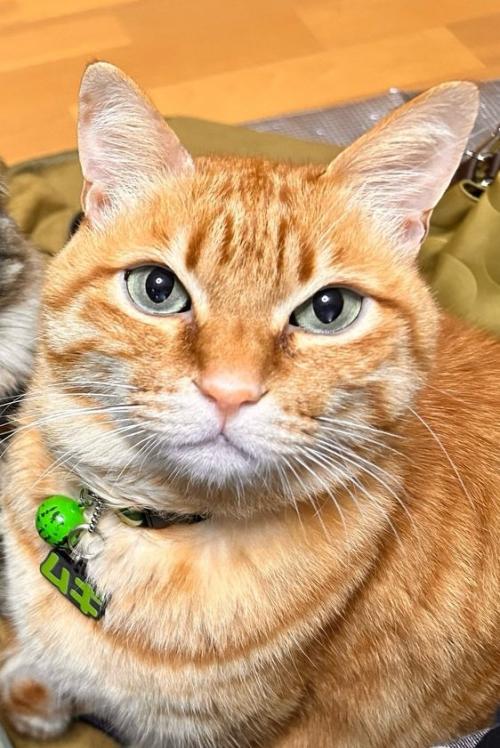 茶トラ猫