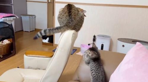 先住猫の尻尾を見ている子猫