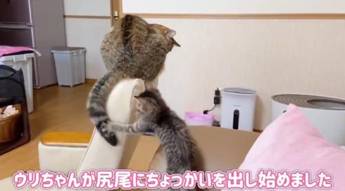 先住猫の尻尾にじゃれる子猫