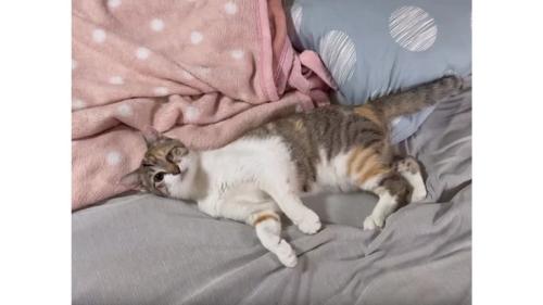 ベッドの上の猫