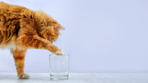 グラスにはいった水が気になる猫