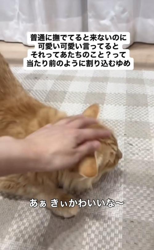 ママに撫でられる茶トラ猫