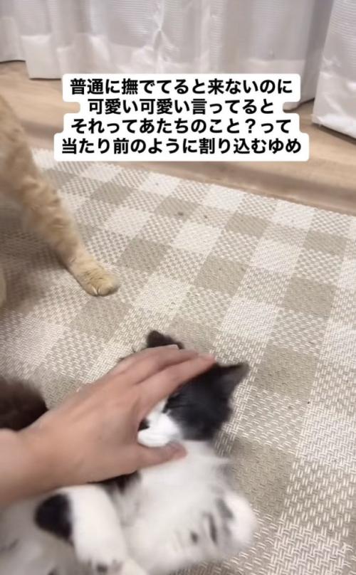 ママに撫でられる茶トラ猫に割り込むハチワレ猫
