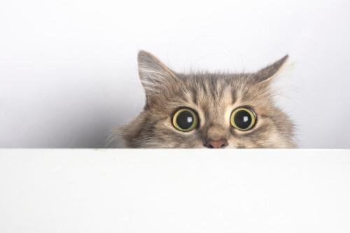 目を見開いて物陰から見る猫