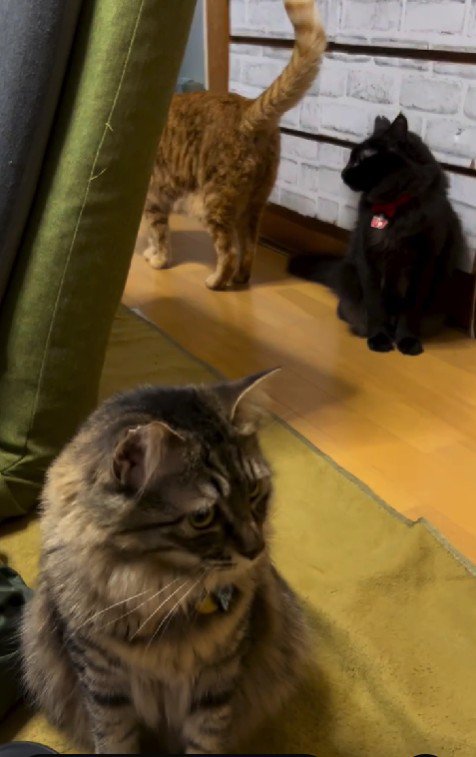 3匹の猫
