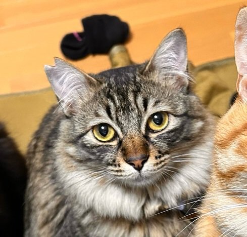 ちょんまげ姿に見える猫