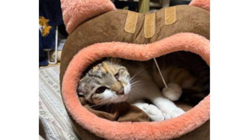 ハウスにいる猫