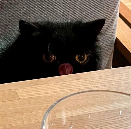 舌を出して飼い主の朝ご飯を見つめる猫