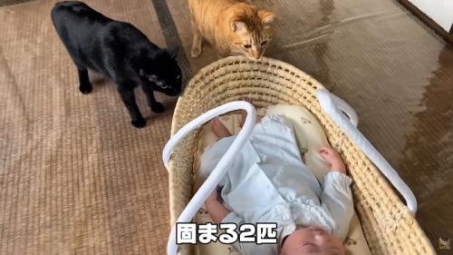 テロップ「固まる2匹」