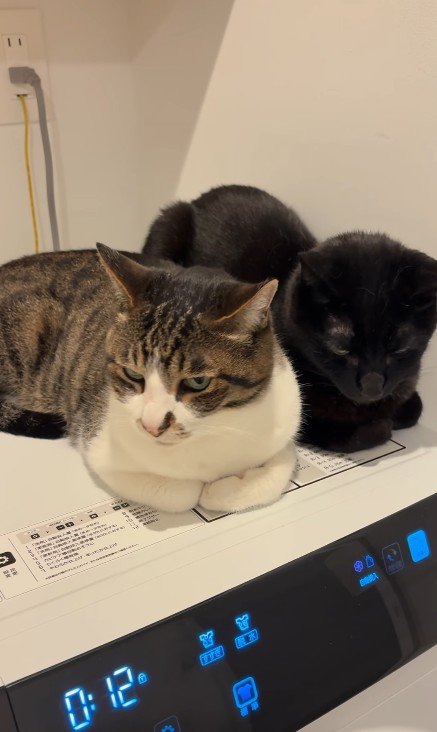 くつろぐ2匹の猫