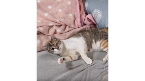ベッドの上の猫