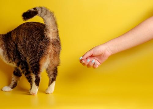 猫のお尻