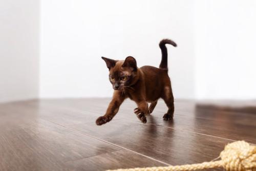 ジャンプする子猫