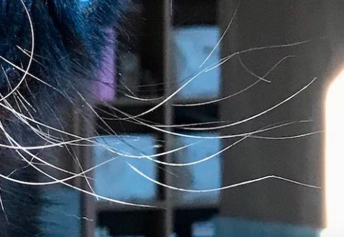 エキゾチックショートヘアーの顔の前に伸びているヒゲ