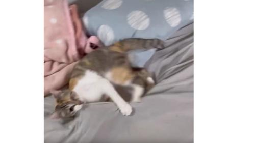 暴れている猫