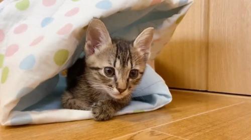 トンネルに入っている子猫