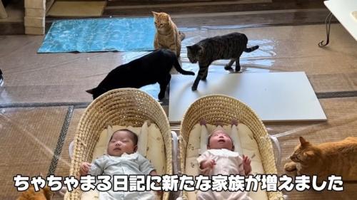 テロップ「ちゃちゃまる日記に～」