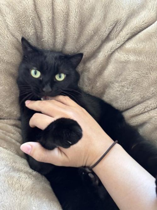 人の手を噛む猫