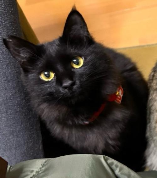 黒猫