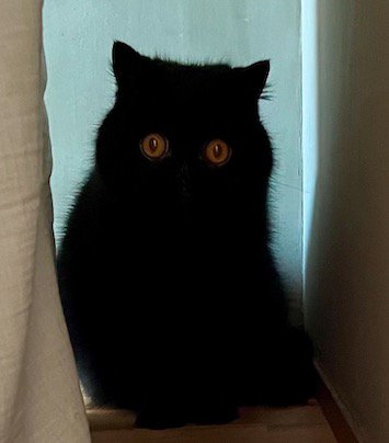 部屋の隅に座って飼い主の方を見つめている猫