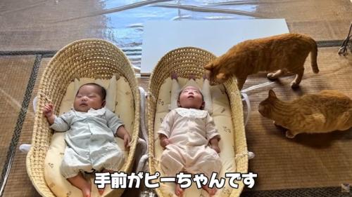 テロップ「手前がピーちゃんです」
