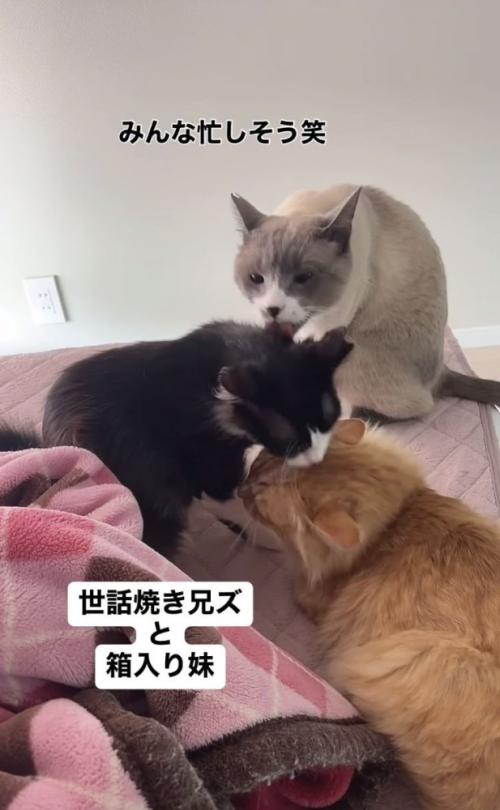 グルーミングし合う3匹の猫