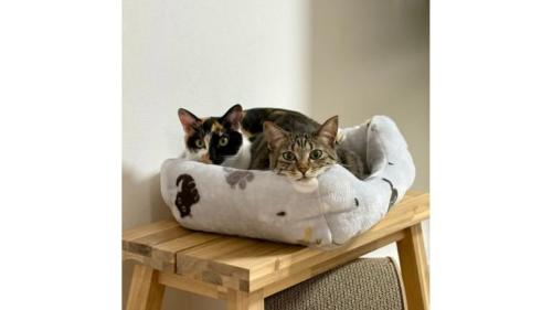 ベッドに入っている猫たち