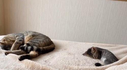 並んで寝ている猫と子猫