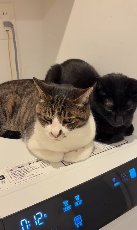 くつろぐ2匹の猫