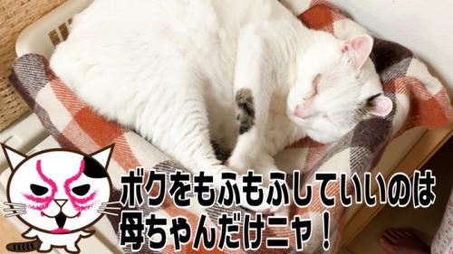 父ちゃんを拒否して眠り始めたおーちゃんさん