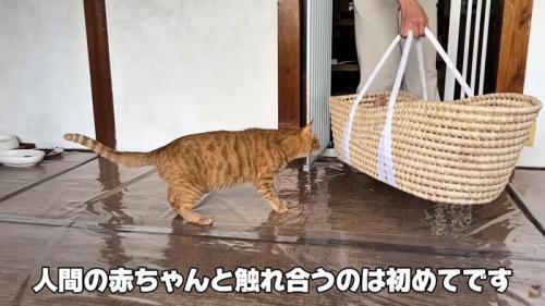 テロップ「人間の赤ちゃんと～」